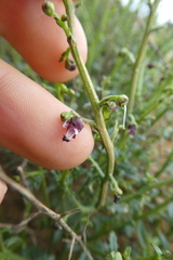 Scrophularia ramosissima