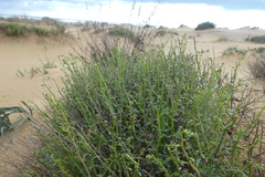 Scrophularia ramosissima