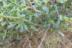 Scrophularia ramosissima