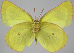 Colias skinneri