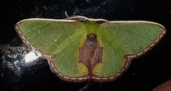 Synchlora astraeoides