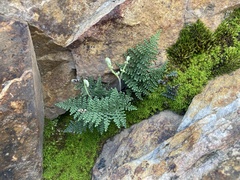 Myriopteris clevelandii