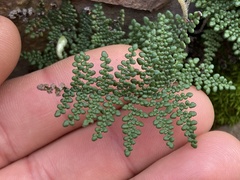 Myriopteris clevelandii