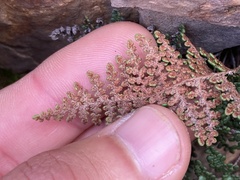 Myriopteris clevelandii