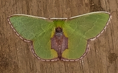 Synchlora astraeoides