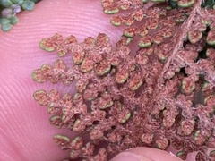 Myriopteris clevelandii