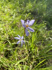 Calydorea charruana