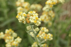 Pseudognaphalium stramineum