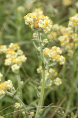 Pseudognaphalium stramineum
