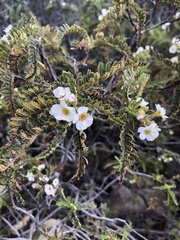Chamaebatia australis