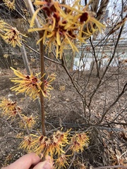 Hamamelis vernalis