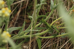 Pseudognaphalium stramineum