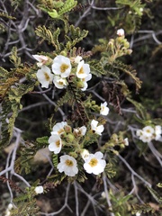Chamaebatia australis