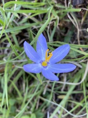 Calydorea charruana