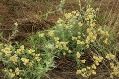 Pseudognaphalium stramineum
