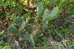 Opuntia stricta