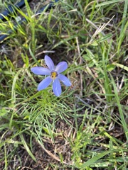 Calydorea charruana