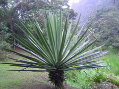 Furcraea