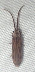 Tenomerga cinerea