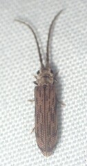 Tenomerga cinerea