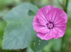 Malva trimestris