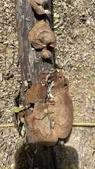 Gloeophyllaceae