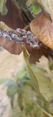 Metcalfiella