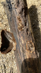Gloeophyllaceae