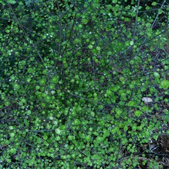 Coprosma rotundifolia