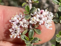 Ceanothus bolensis