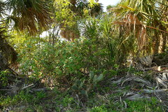 Opuntia stricta