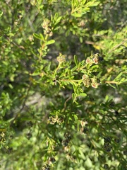 Croton cuchillae-nigrae