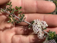 Ceanothus bolensis