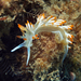White Flabellina - Photo (c) whodden, some rights reserved (CC BY-NC), uploaded by whodden
