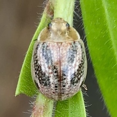 Paropsisterna semifumata