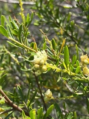 Croton cuchillae-nigrae