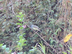 Myiarchus tyrannulus