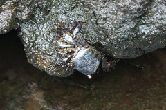 Metopograpsus thukuhar