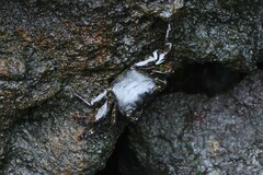 Metopograpsus thukuhar