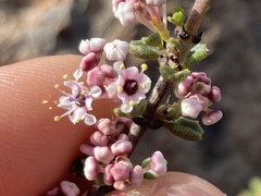Ceanothus bolensis