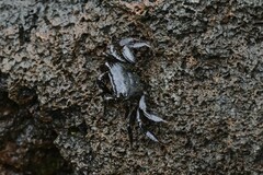 Metopograpsus thukuhar