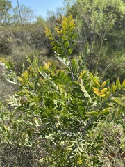 Schinus lentiscifolia