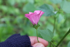 Malva trimestris