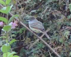 Myiarchus tyrannulus