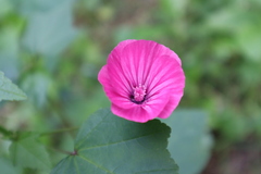 Malva trimestris