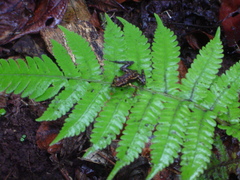 Epipedobates darwinwallacei