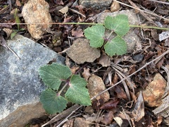 Lomatium lucidum