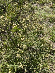 Baccharis articulata