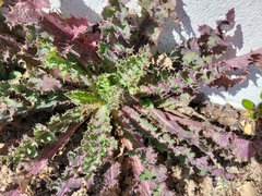 Sonchus asper