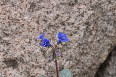Phacelia campanularia
